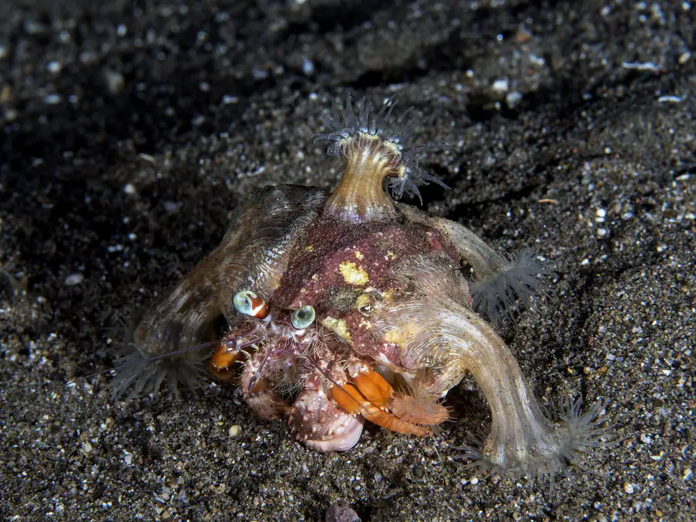 Tov, Ben Ilan: Anemone Hermit Crab (Dardanus pedunculatus)