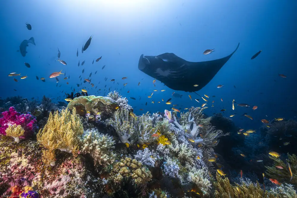 Gabriel, Barathieu: Barriera corallina di Manta sulla barriera corallina