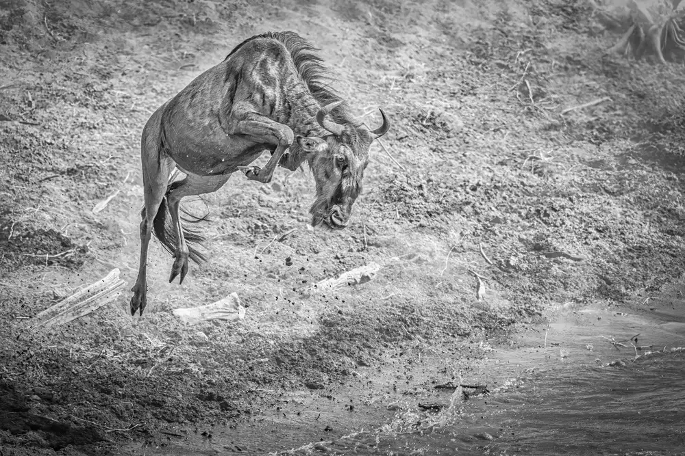 Sink, C. Jeffrey: Il salto per la vita