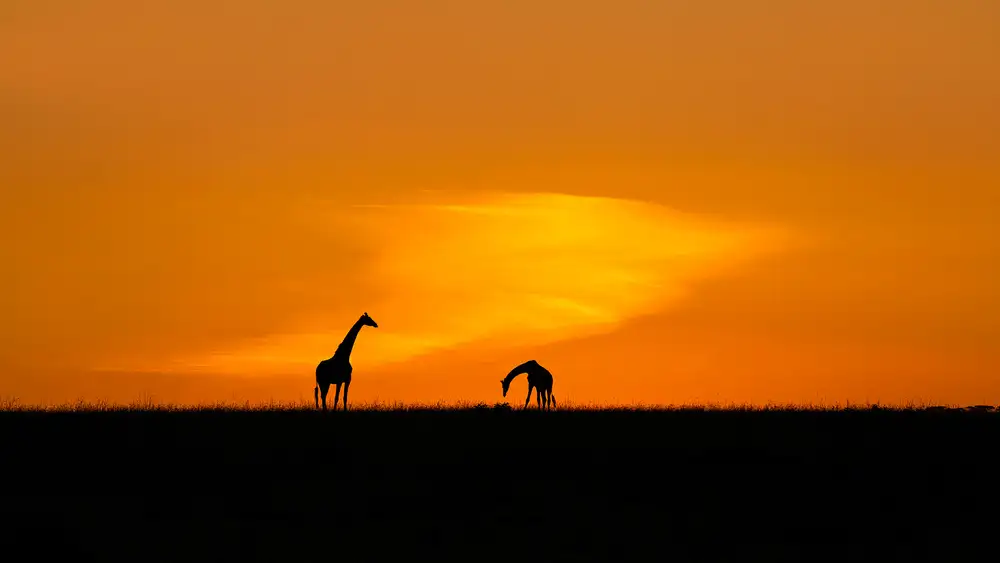 Zhu, Hua: Giraffen