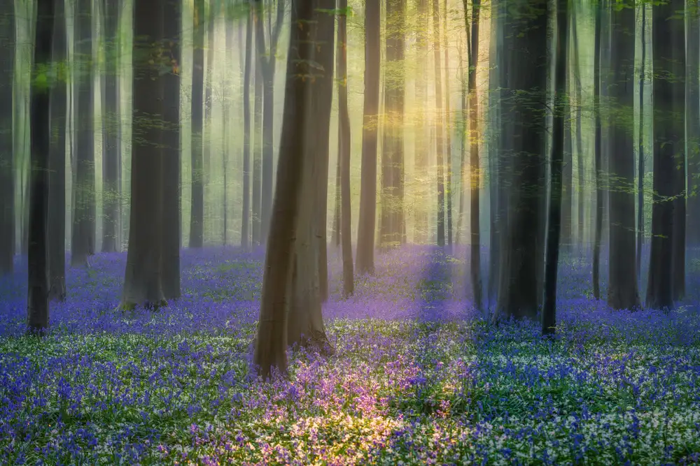 Popan, Adrian: Daydreaming of Bluebells