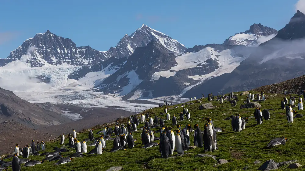Poreider, Annie: Das Eden der Pinguine