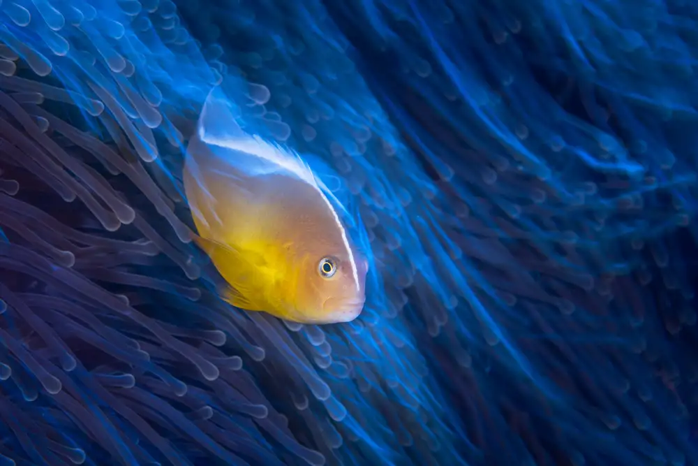 Gabriel, Barathieu: Pesce pagliaccio