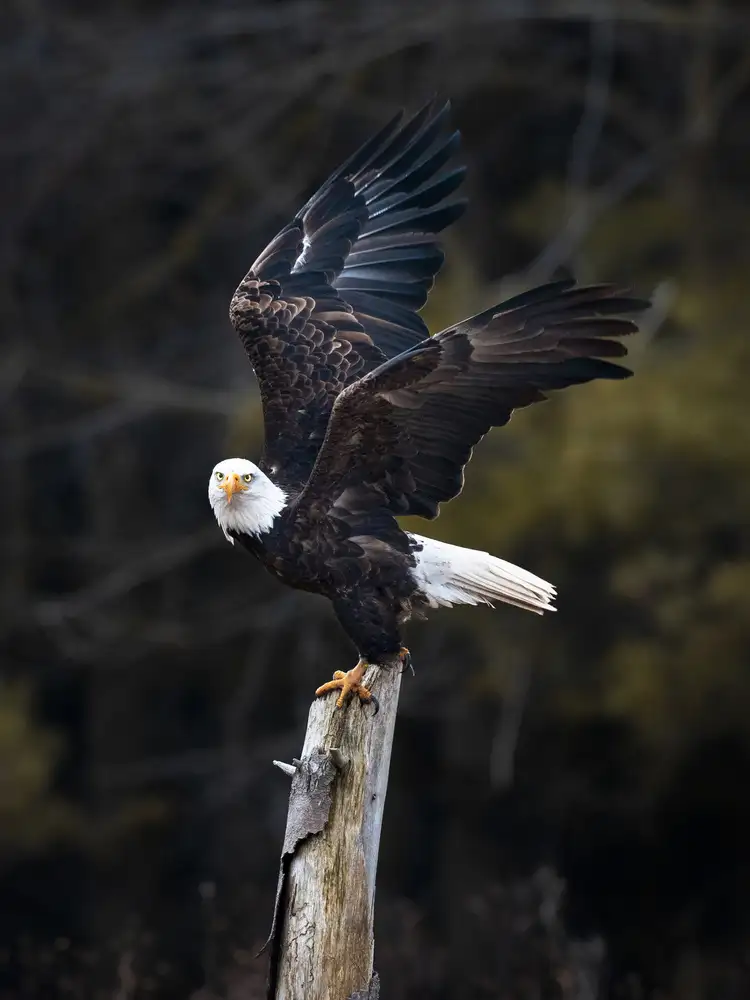 Wong, Fion: Soar