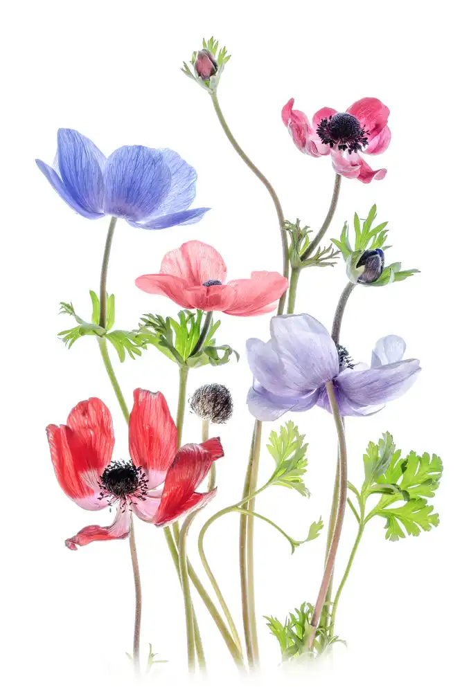 Disher, Mandy: Anemone Di Caen
