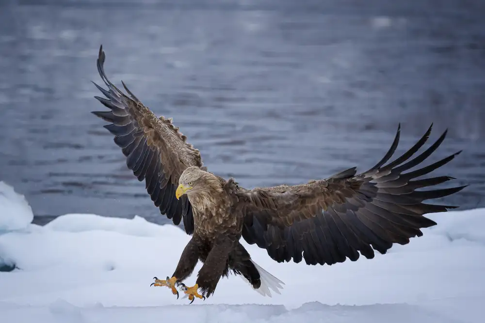 Wong, Fion: Landing