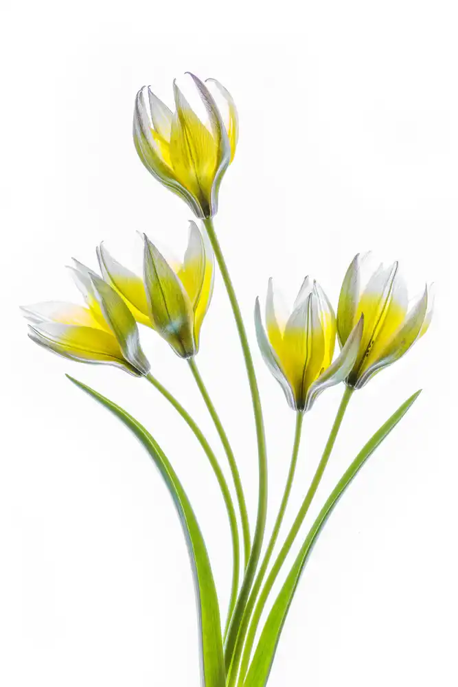 Disher, Mandy: Tulipe