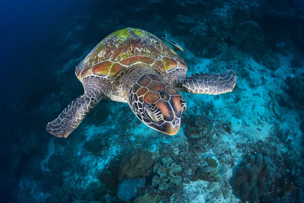 Gabriel, Barathieu: Tortue verte de Sauwandarek