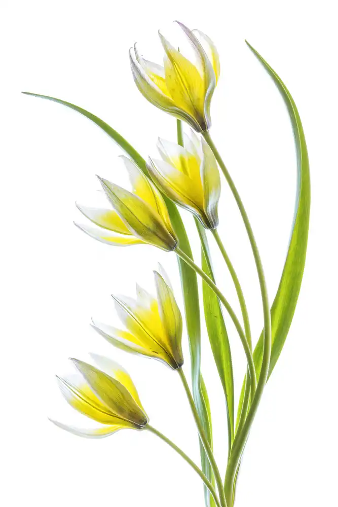Disher, Mandy: ~Tulipano