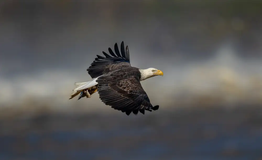 Meng, LM: Bald eagle flying