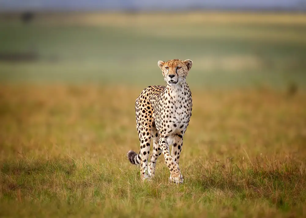 Poreider, Annie: Ein kreuzender Gepard