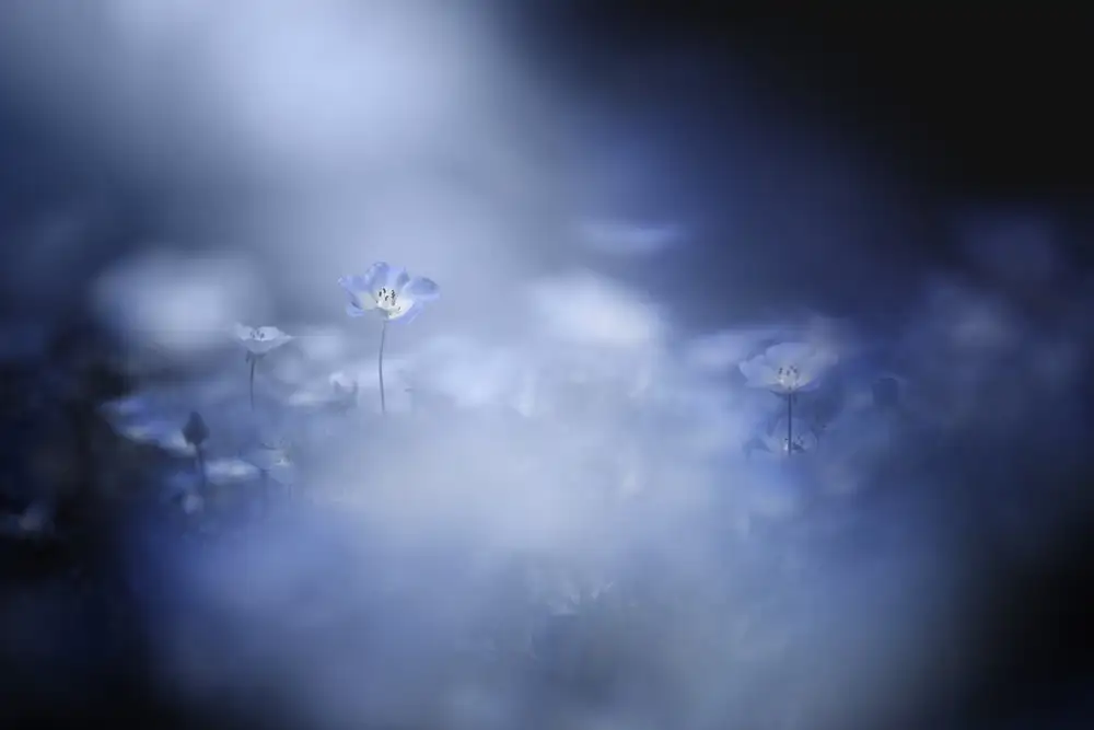 Suzuki, Takashi: Luce delicata