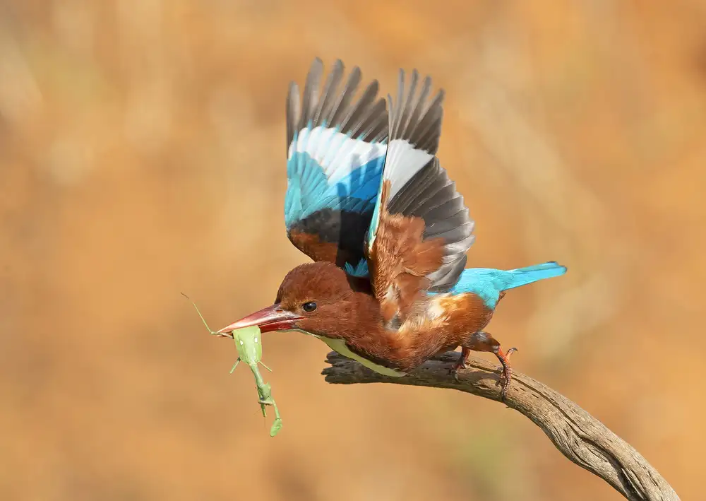 Waldmann, Shlomo: Volo della cavalletta