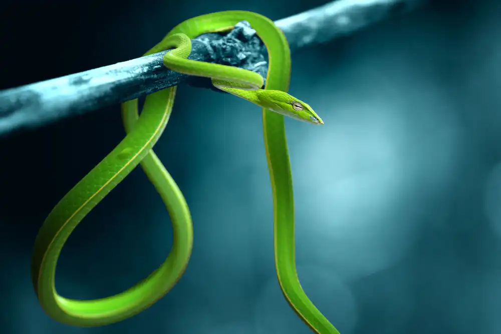 Arifuddin, Ridho: green snake