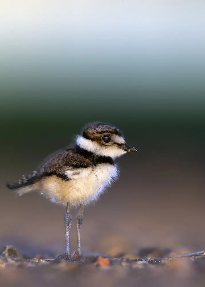 Verdon: Polluelo de ciervo asesino,Charadrius vociferus