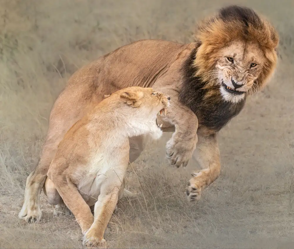 Cai, James: I giocosi Simba e Nala