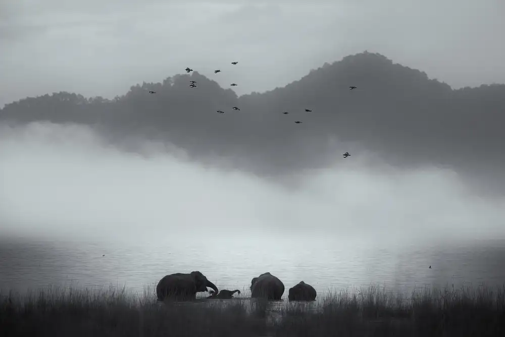 Swapnil: momenti nebbiosi
