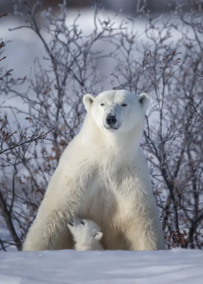 Wong, Fion: Mama, where is the milk....