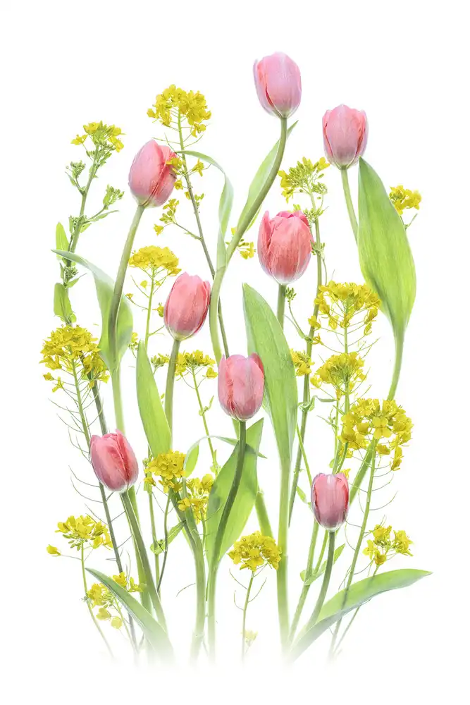 Jacobs, Lydia: Bright Spring Flowers