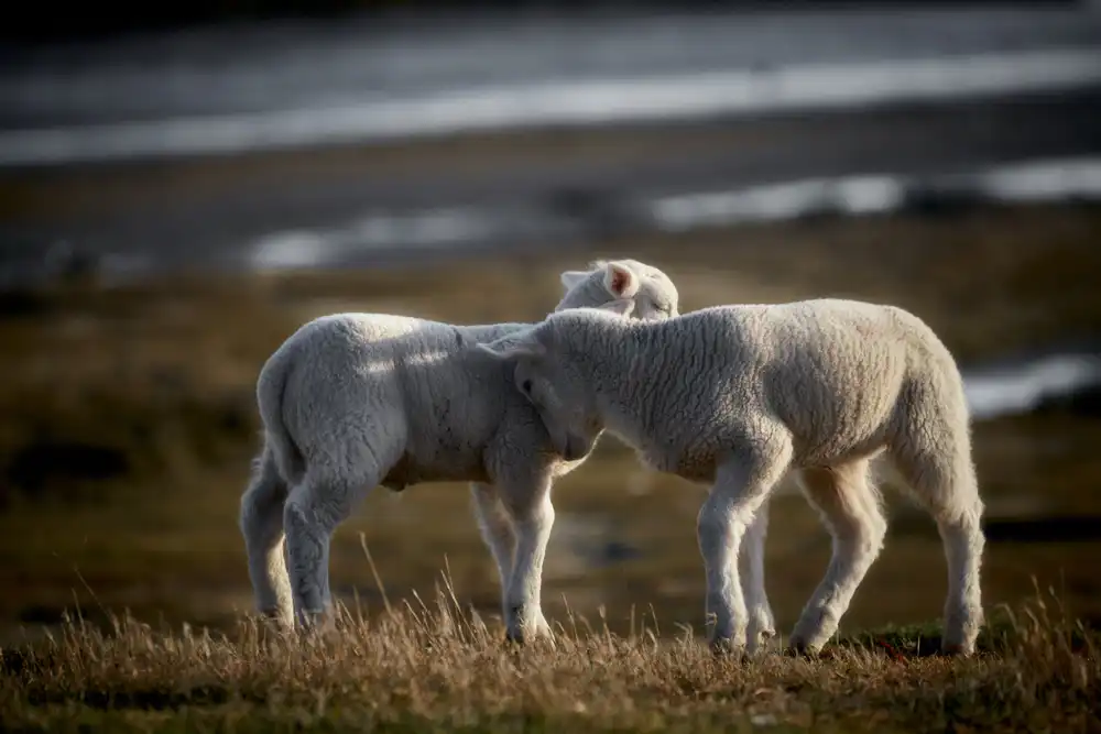 Balzer, Bodo: Lamb Friends