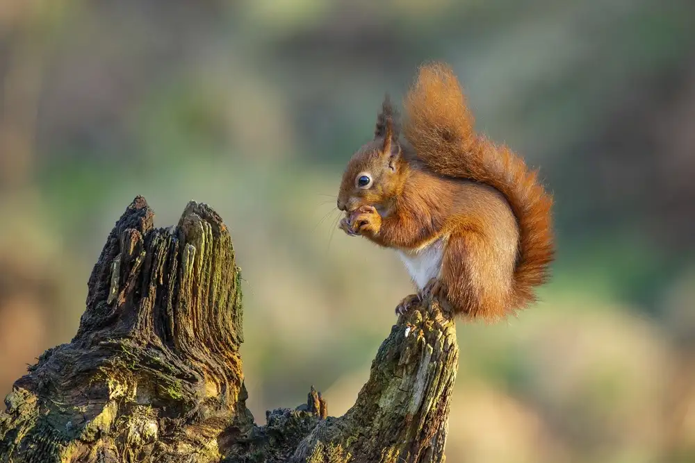 Cooper, Ray: Red Squirrel