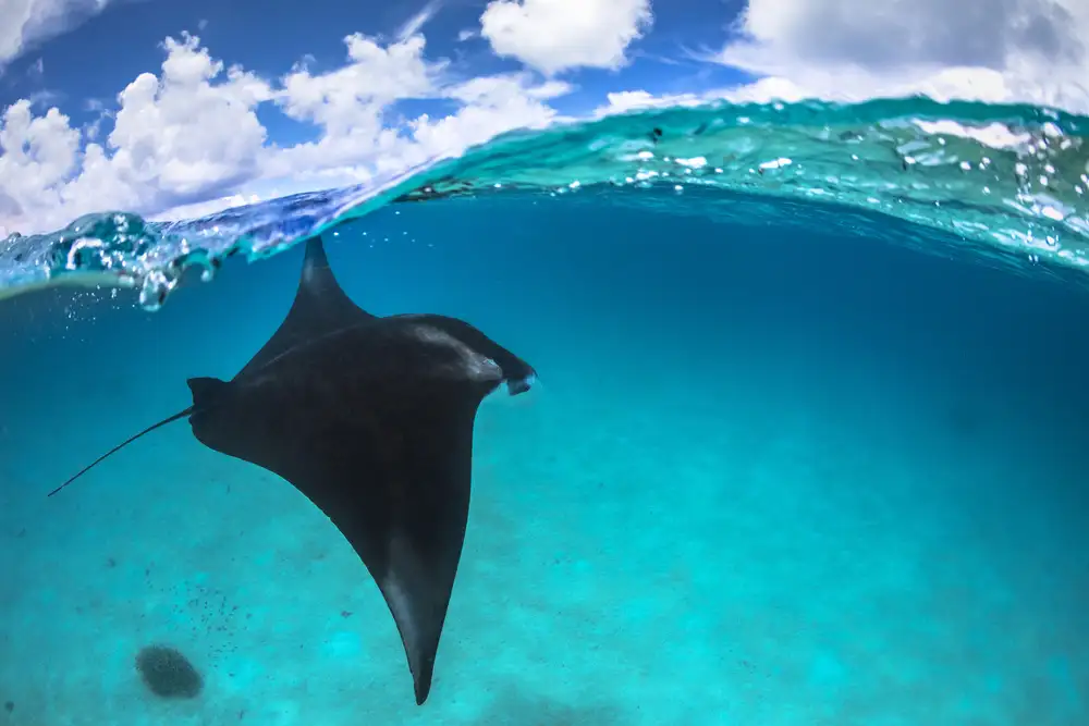 Gabriel, Barathieu: A reef manta ray in Mayotte