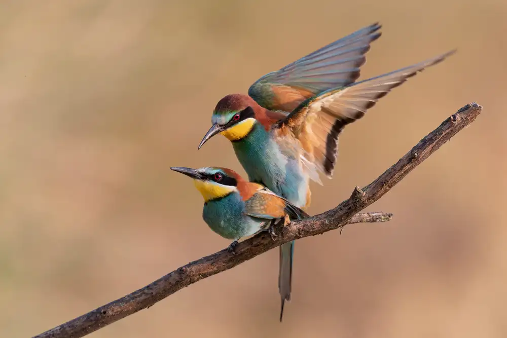 Bolla, Paolo: Bee-Eater