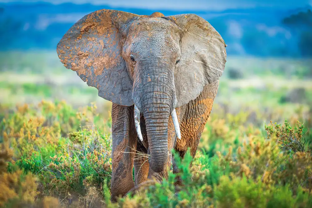 Sink, C. Jeffrey: Elefante pastello