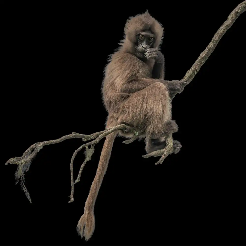 Ruoppolo, Luigi: Gelada monkey