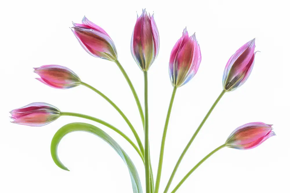 Disher, Mandy: Tulipa
