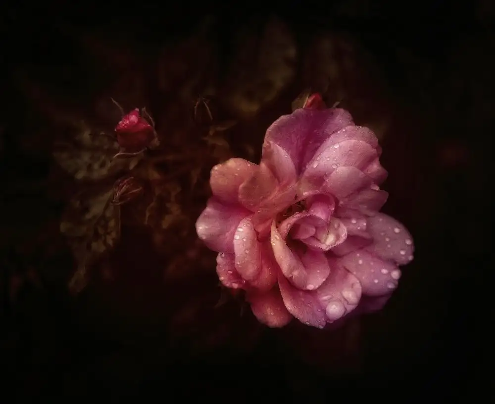 Cseresnjes, Anna: Rose