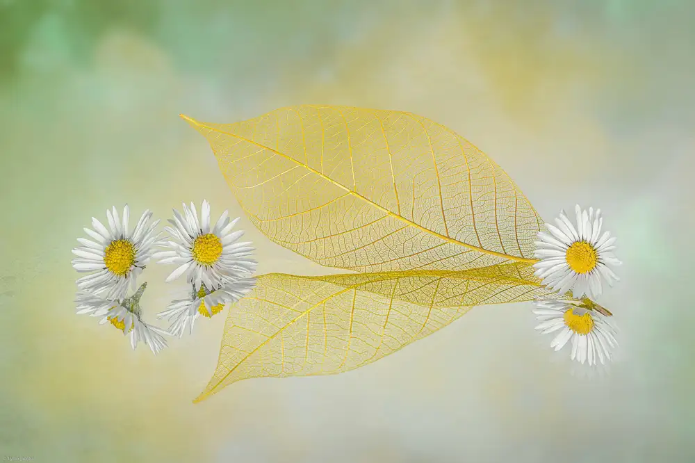 Jacobs, Lydia: Mini Daisy