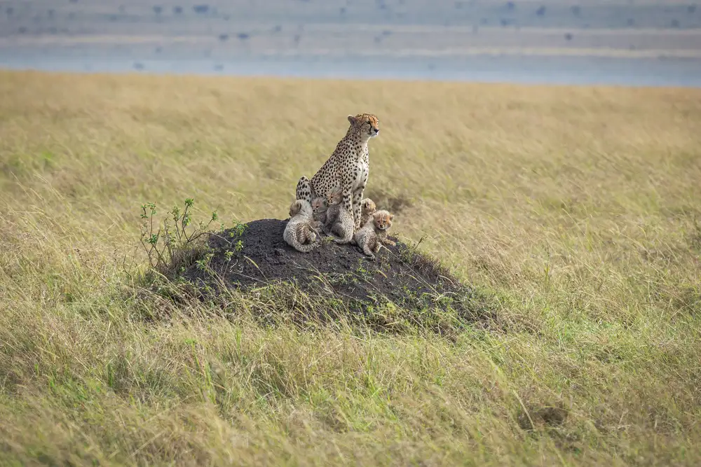 Sink, C. Jeffrey: Fragilità nel Serengeti