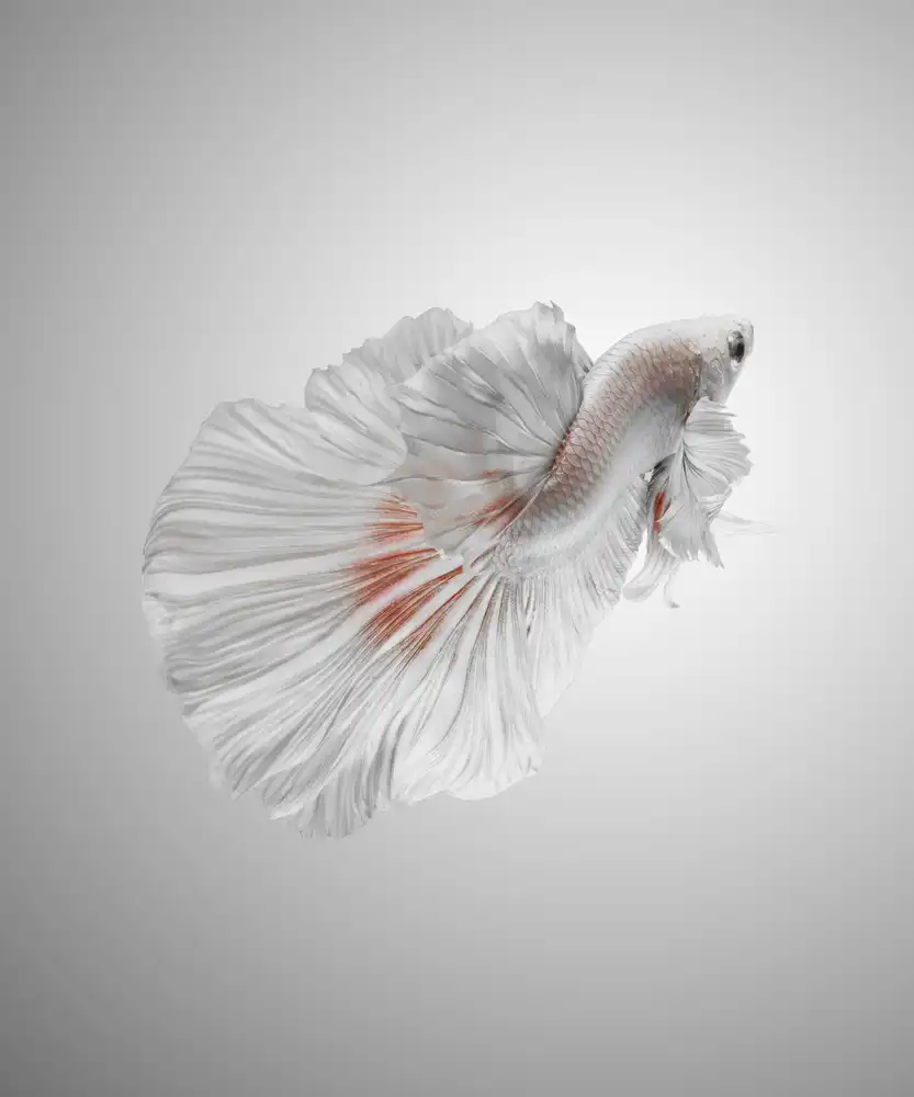 Halil, Andi: White Betta