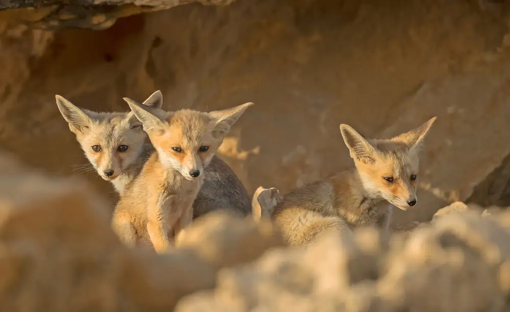 Waldmann, Shlomo: Cuccioli di volpe al tramonto