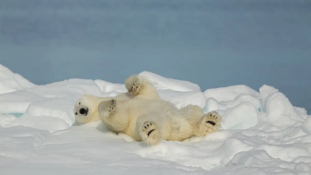 Raga, Gil Joan: Orso polare in relax