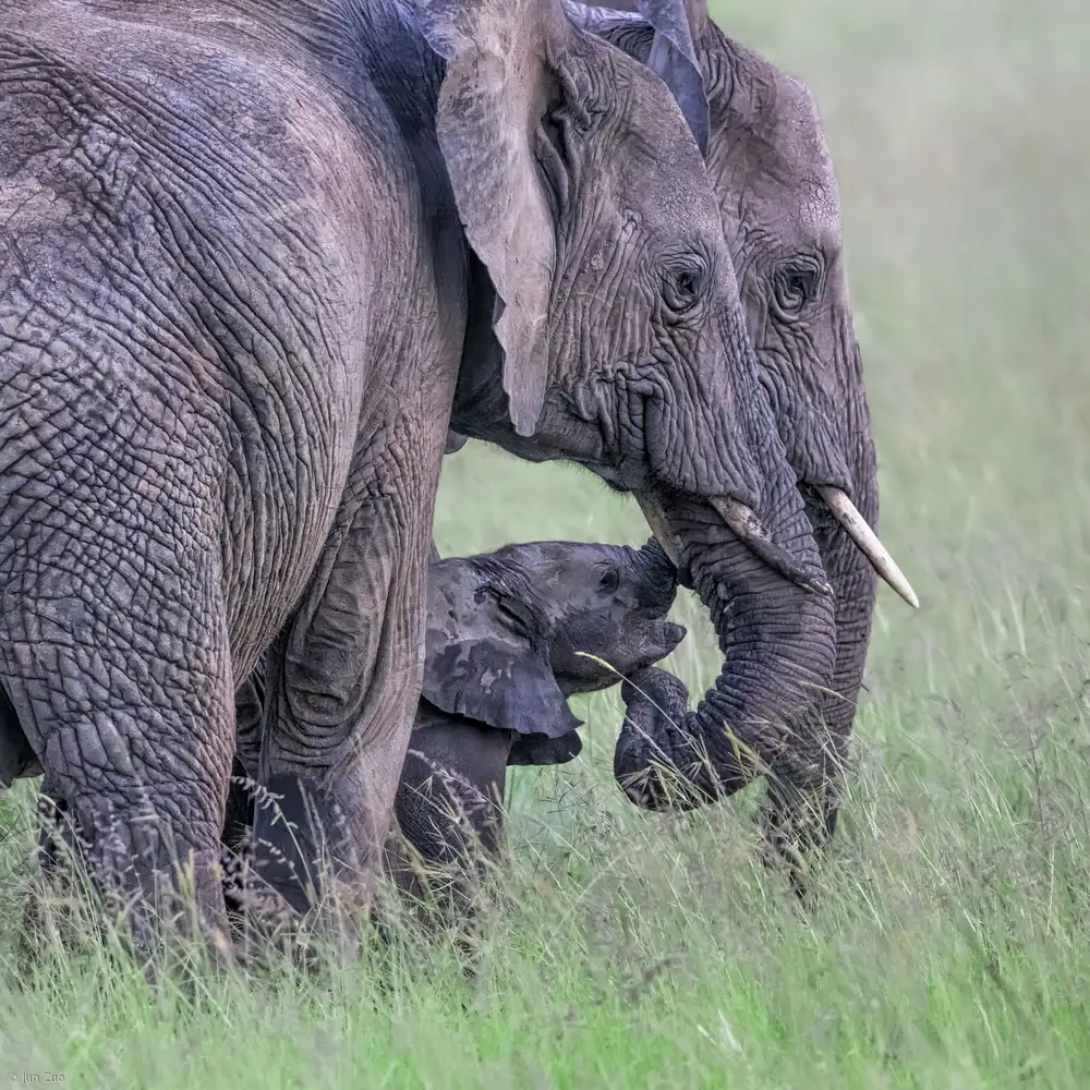 Zuo, Jun: Famille d'éléphants