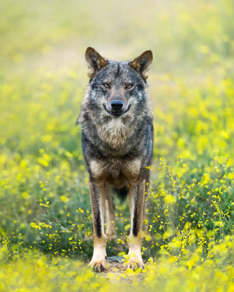 Fegari: Iberian Wolf