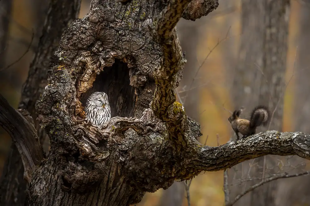 Tsui, Hung: An Owl & a squirrel