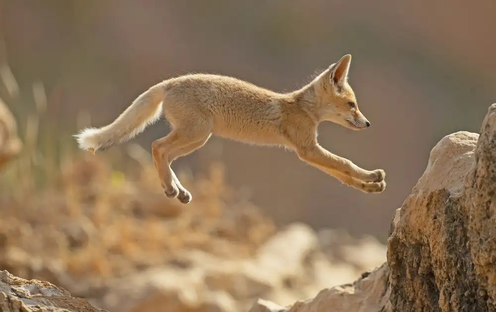 Waldmann, Shlomo: Primo salto di un cucciolo di volpe