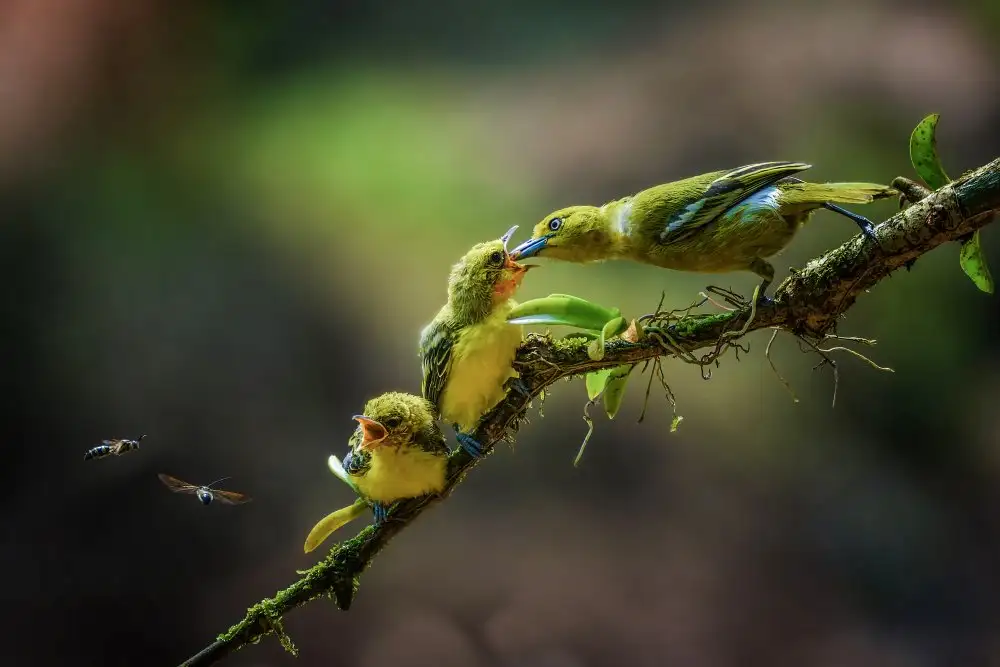 Setiadi, Ajar: ein gelber Vogel