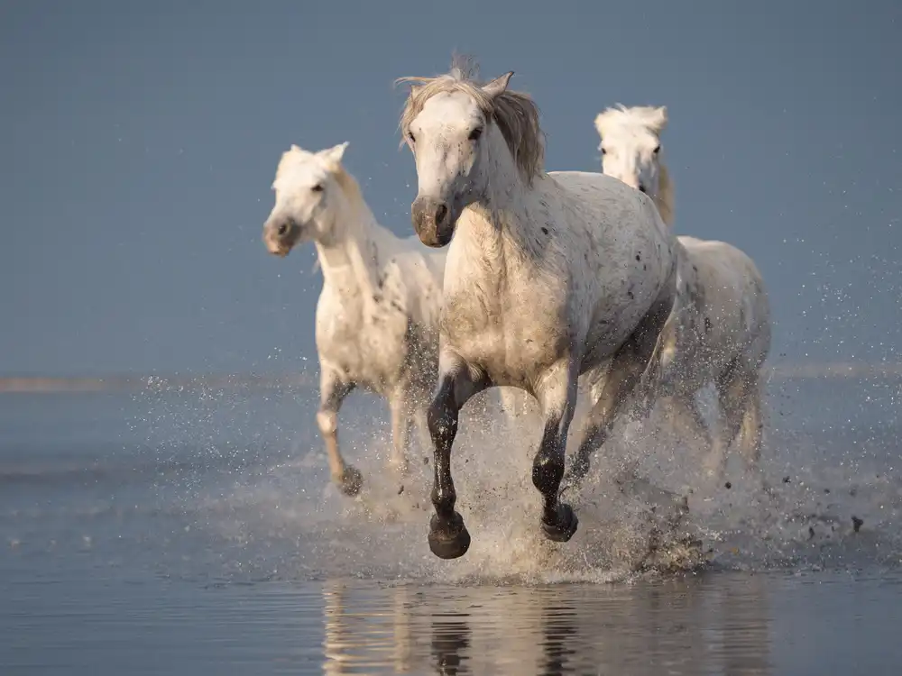 Anton, Rostovskiy: Camargue koně při západu slunce