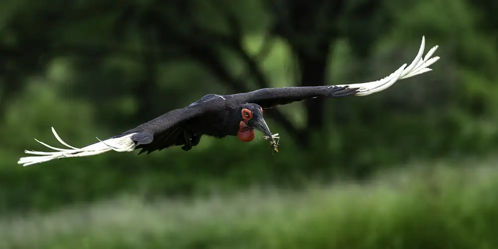 Tsui, Hung: Southern Ground Hornbill