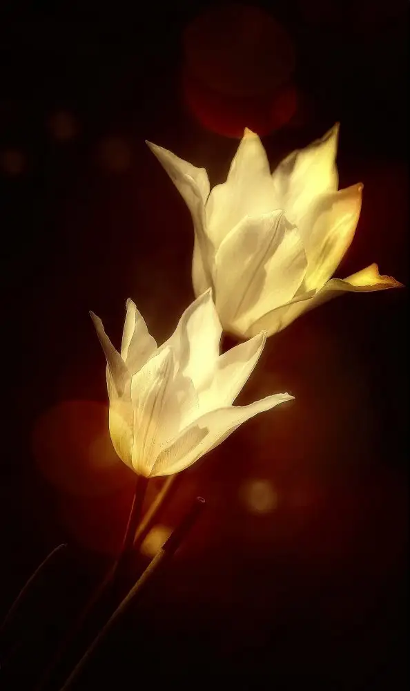 Cseresnjes, Anna: tulipani bianchi