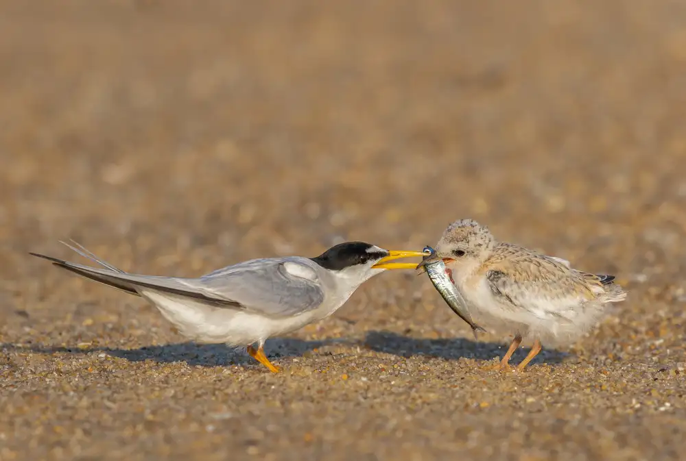 Meng, LM: Feeding
