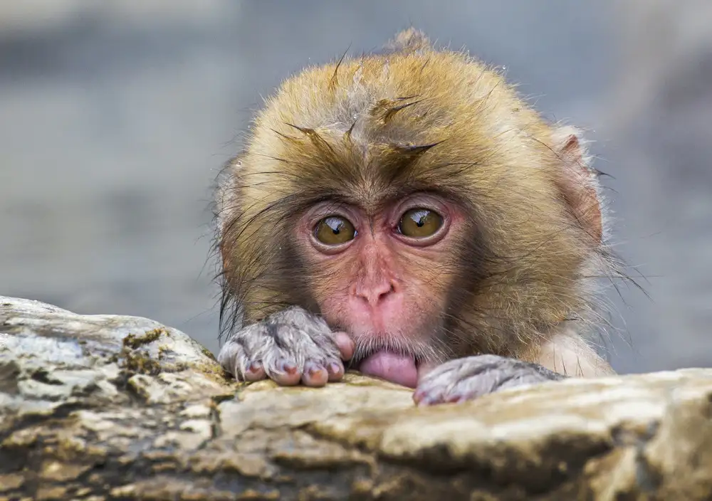 Hartojo, Muliani Angela: Shy Little Monkey