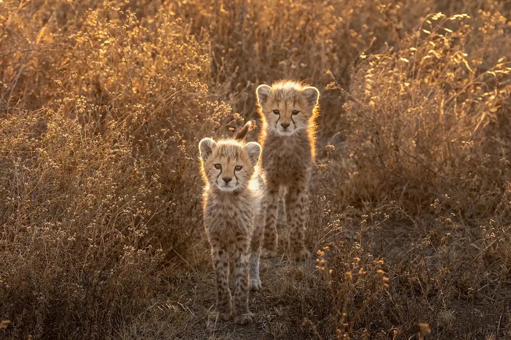 Tsui, Hung: Two Little cheetah