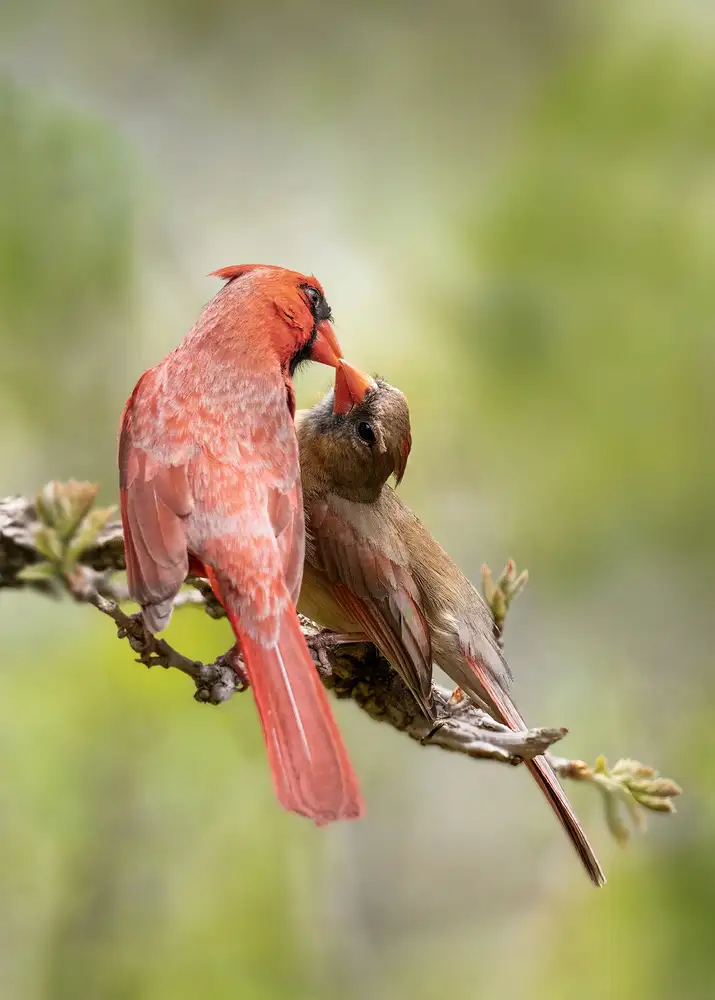 Xu, Leah: birds Kissing