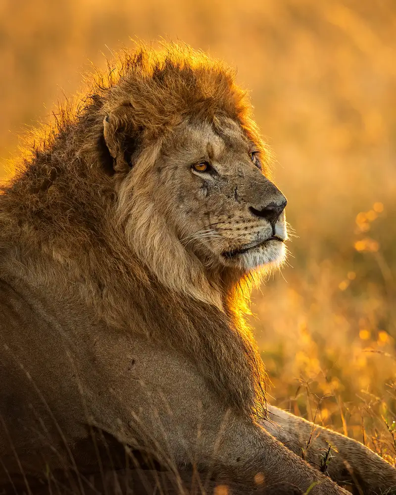 Tsui, Hung: Lionking