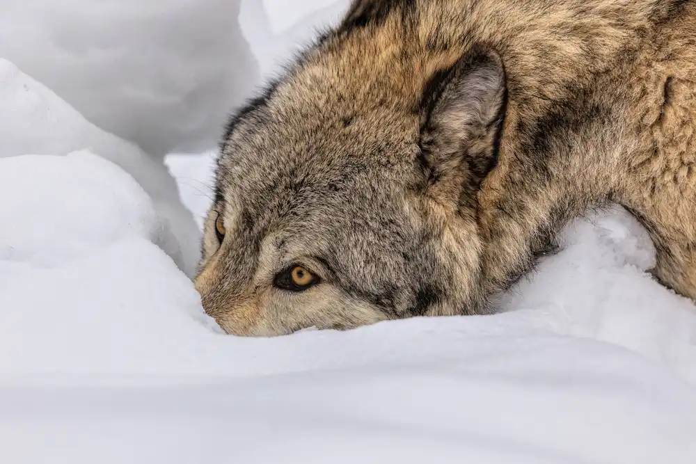 Zuo, Jun: Lobo en la nieve